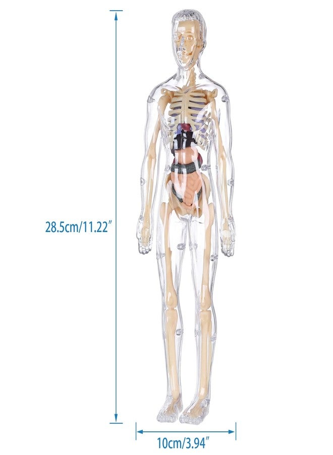 BlueDex Human Body Model for Kids, Fully Transparent Body, 29 Piece Anatomy Figure 3D Anatomy Kit - Removable Organs, Bones STEM Toy for Ages 6+ - Image 5